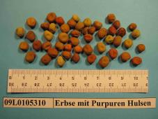 Click for 1 image(s) for this accession. Image